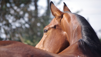 Image 0 for Jumpy Horse Racing