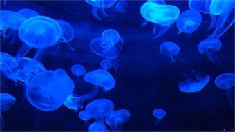 Jellyfish HD Live Wallpaper