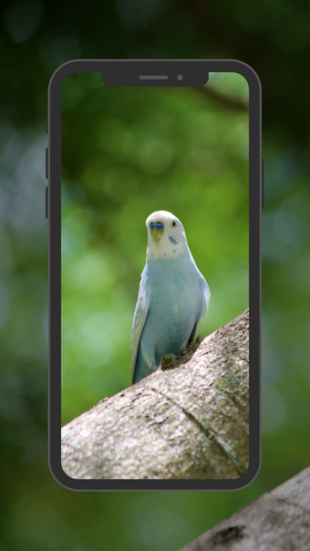 Image 0 for Budgie Wallpapers