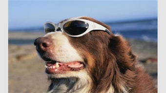 Imagen 0 para Dogs in Shades