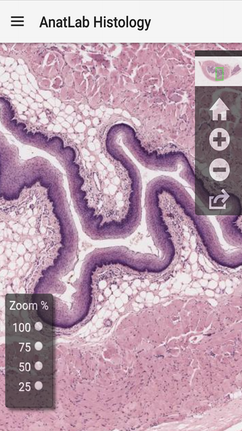 Imagen 0 para AnatLab Histology