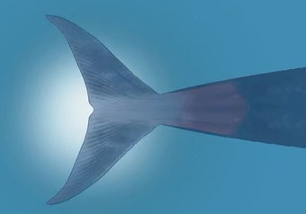 Image 1 for Blue whale VR