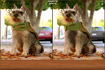 Imagen 0 para Dogs Spot the Difference