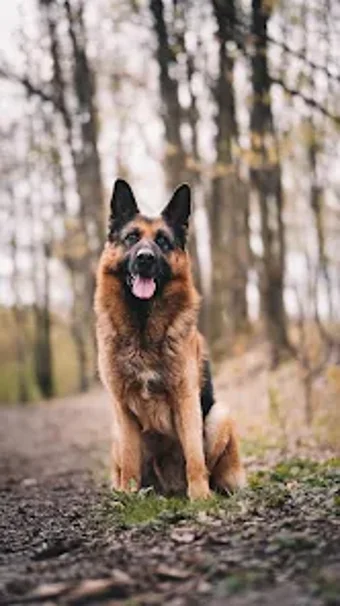 Imagen 0 para German Shepherd