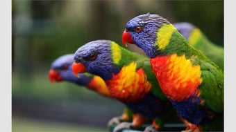 Imagen 0 para Colorful Birds