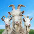 Icono del programa: Goat Simulator 3