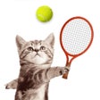 Icon of program: Cat Meow: Sport Battle