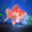 Icon of program: Gold Fish Pet