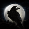 Icono del programa: NIGHT CROWS