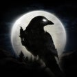 Icon of program: Night Crows