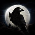 Icono de programa: Night Crows