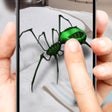 Icon of program: 3D spider on a hand simul…