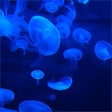 Icon of program: Jellyfish HD Live Wallpap…