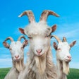 Icon of program: Goat Simulator 3