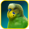 Icono del programa: Budgie Wallpapers