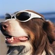 Icono de programa: Dogs in Shades