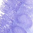 Icon of program: AnatLab Histology