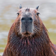 Icono de programa: Capybara Wallpaper HD