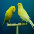 Icon of program: Canary Bird Sounds  Ringt…