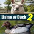 Icono de programa: Llama or Duck Quiz 2