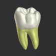 Icon of program: 3D Tooth Anatomy