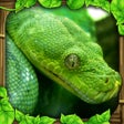 Icono de programa: Snake Simulator