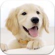 Icon of program: Dog Pairs - Match puppies