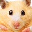 Icono de programa: Hamster Jigsaw Puzzle Gam…