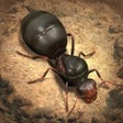 Icono de programa: The Ants: Underground Kin…