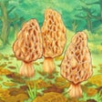 Icono de programa: Morels