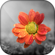 Icon of program: Color Splash - Photo Colo…