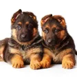 Icon of program: German Shepherd