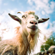 Icono del programa: Goat Simulator Animal Sim…