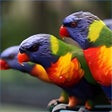 Icon of program: Colorful Birds